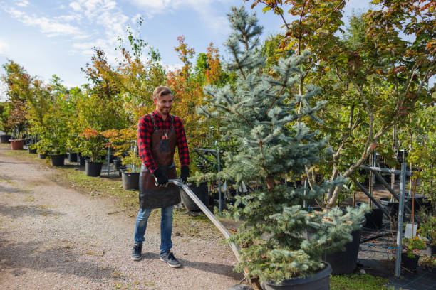 Best Root Management and Removal  in USA
